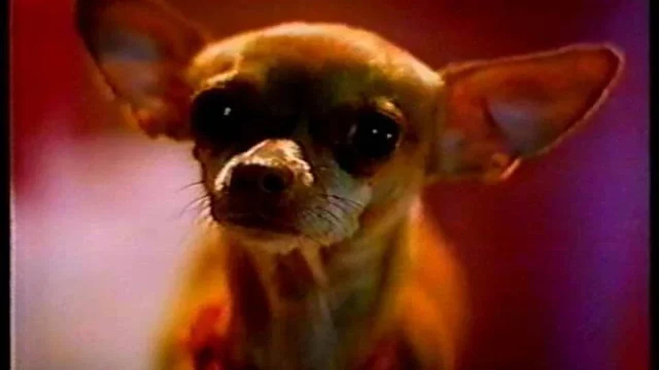 Frame from the Taco Bell chihuahua commercial (1997)