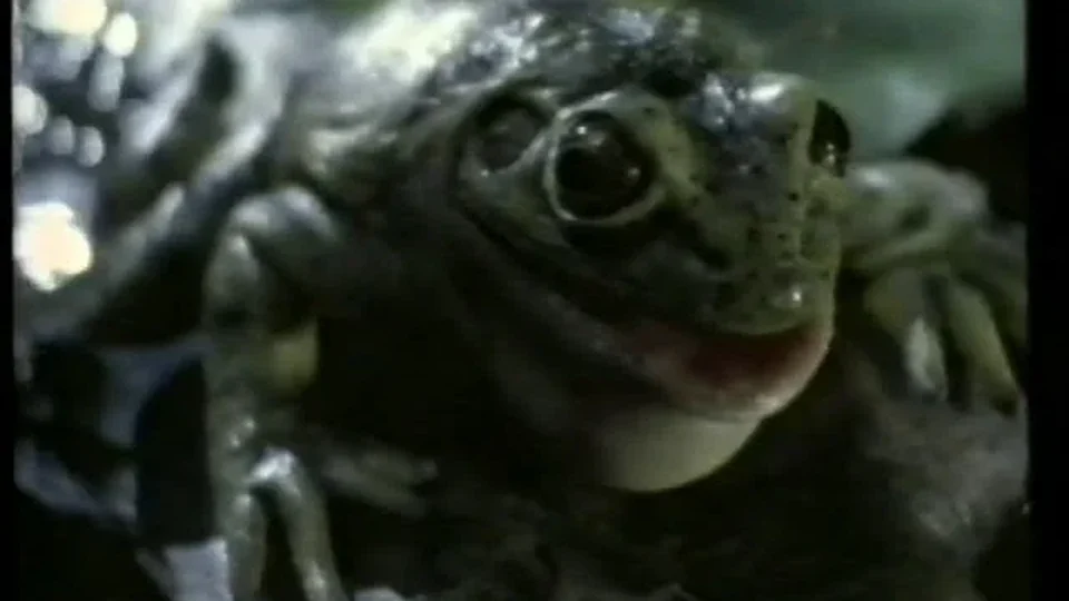Frame from the Budweiser Frogs commercial (1995)